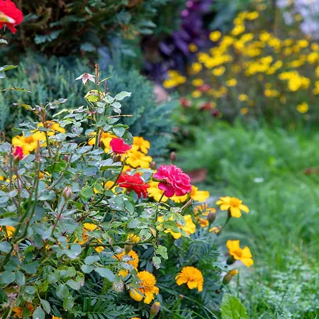 דירה Fernsicht *