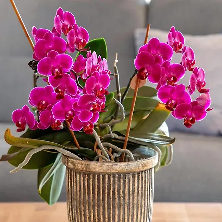 דירה Fernsicht *